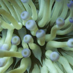 Condalactys anemone