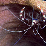 Coral Banded Shrimp