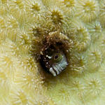 Spinyhead Blenny