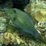 Scrawled Filefish