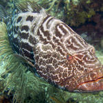 Black Grouper