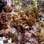 Spotted Scorpionfish