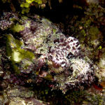 Spotted Scorpionfish