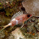 Squirrelfish