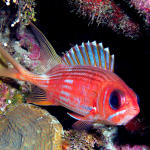 Longspine Squirrelfish