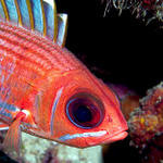 Longspine Squirrelfish