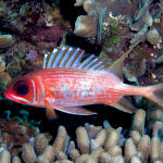 Longspine Squirrelfish