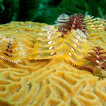 Christmas Tree Worms