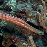 Trumpetfish