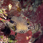 Smooth Trunkfish