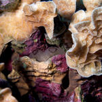 Reef Tunicate