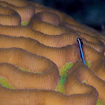 Neon Gobie on Brain Coral