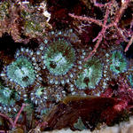 Mat Zoanthid