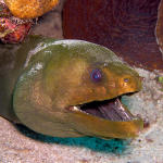 Green Moray