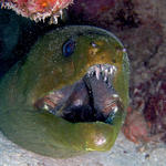 Green Moray