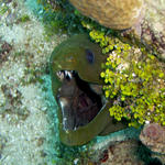 Green Moray