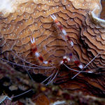 Banded Cotal Shrimp