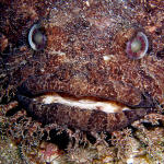 Large Eye Toadfish