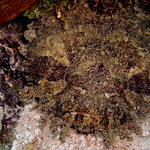 Oyster Toadfish