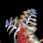 Christmas Tree Worm