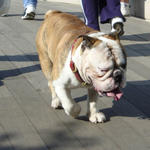 Central Park bulldog