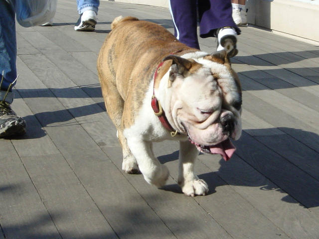 Central Park bulldog