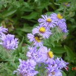 Central Park -- flowers in the Shakespeare garden (see the bee?)