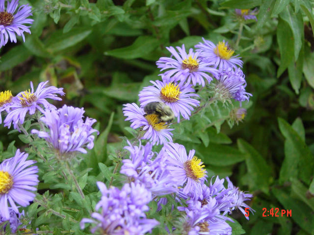 Central Park -- flowers in the Shakespeare garden (see the bee?)