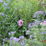 Central Park -- flowers in the Shakespeare Gardens.  My niece Joya took this one.