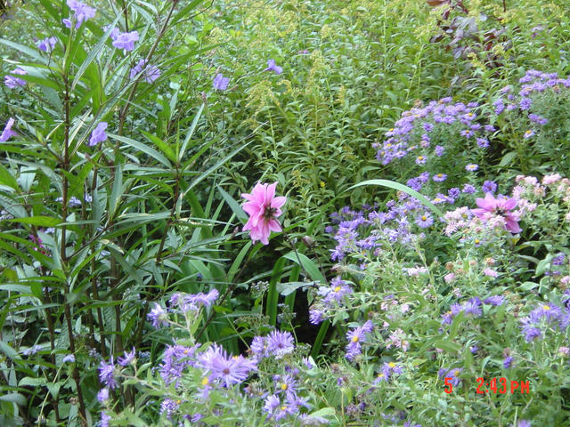 Central Park -- flowers in the Shakespeare Gardens.  My niece Joya took this one.