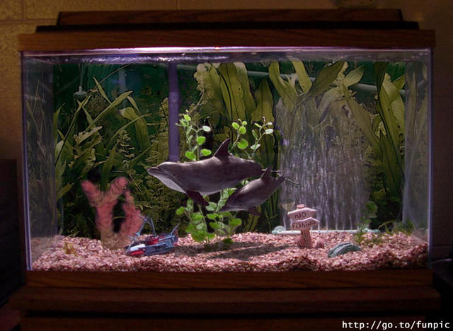 aquarium