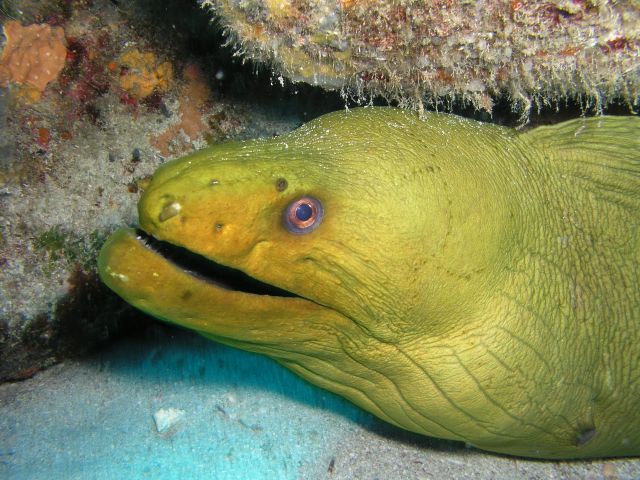 GreenMoray0724.JPG