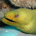 GreenMoray0724.JPG