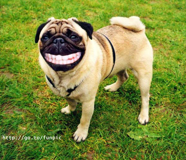 pugsmile