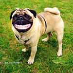 pugsmile