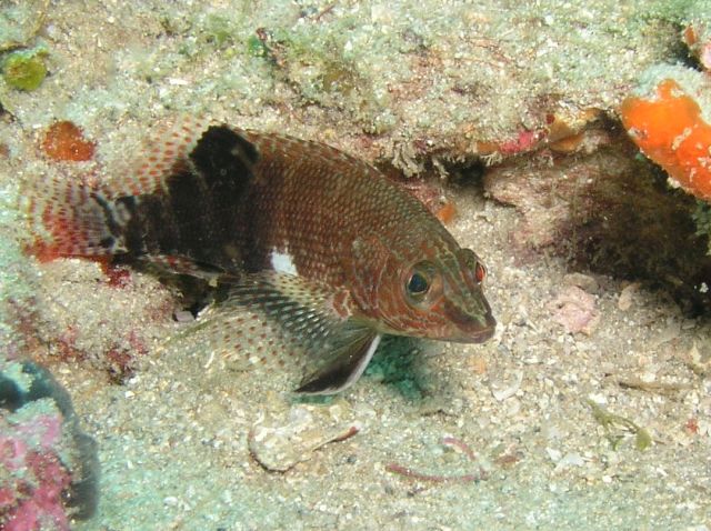 Belted Sandfish