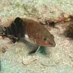 Belted Sandfish