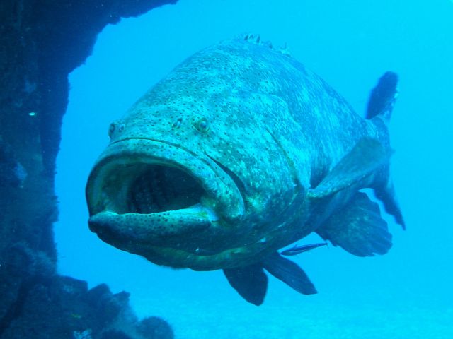 Goliath Grouper