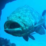 Goliath Grouper