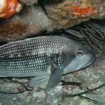 Black Sea Bass.jpg