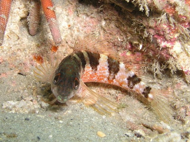 Saddled Blenny.jpg