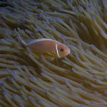 anemfish.jpg