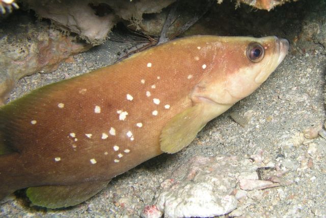 White Spotted Soapfish.jpg