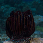 crinoid1.jpg