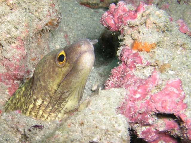 Honeycomb Moray.jpg