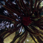 crinoid2.jpg