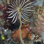 crinoid4.jpg