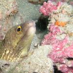 Honeycomb Moray.jpg