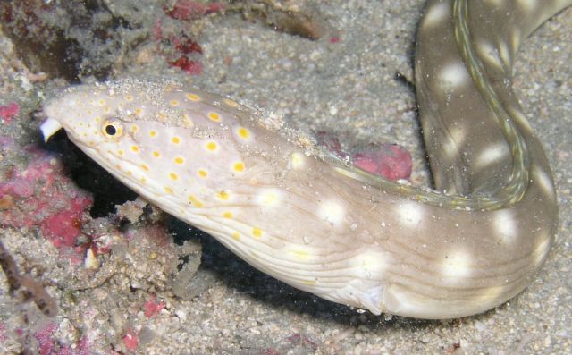 Sharptail eel 1.jpg