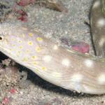 Sharptail eel 1.jpg